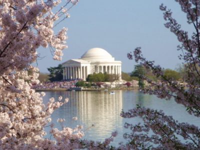Engagement Photos Near the Washington DC Cherry Blossoms