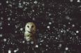 The Enlightened Creative Owl