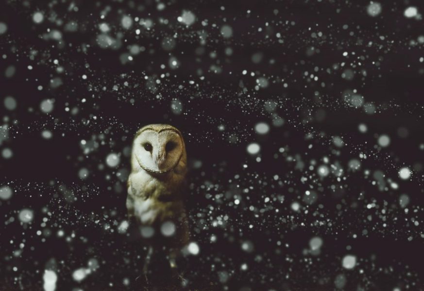 The Enlightened Creative Owl